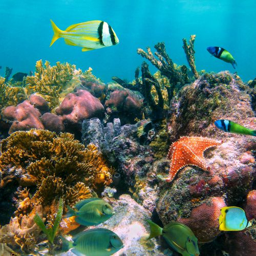 Tropische Fische in einem der weltweit spektakulärsten Unterwasserparadiese, Jardines de la Reina, Kuba